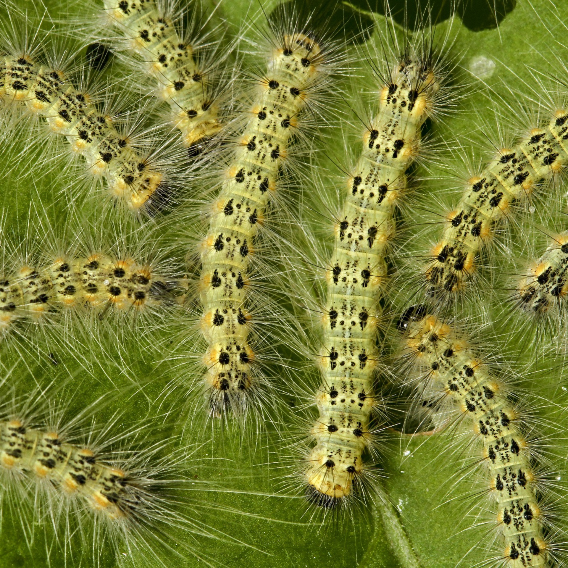 Caterpillars with yellow heads and black spots on a green leaf.