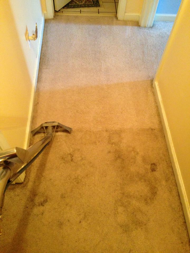 A Carpet Being Power Scrubbed — Cordova, TN — Roto Clean