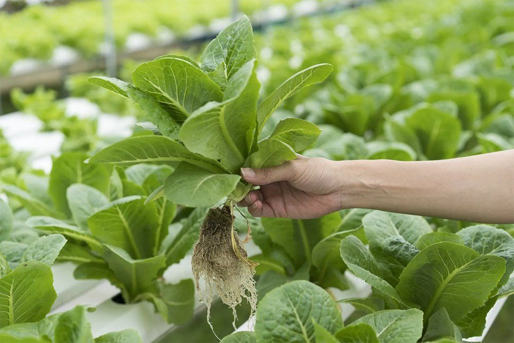 aquaponics