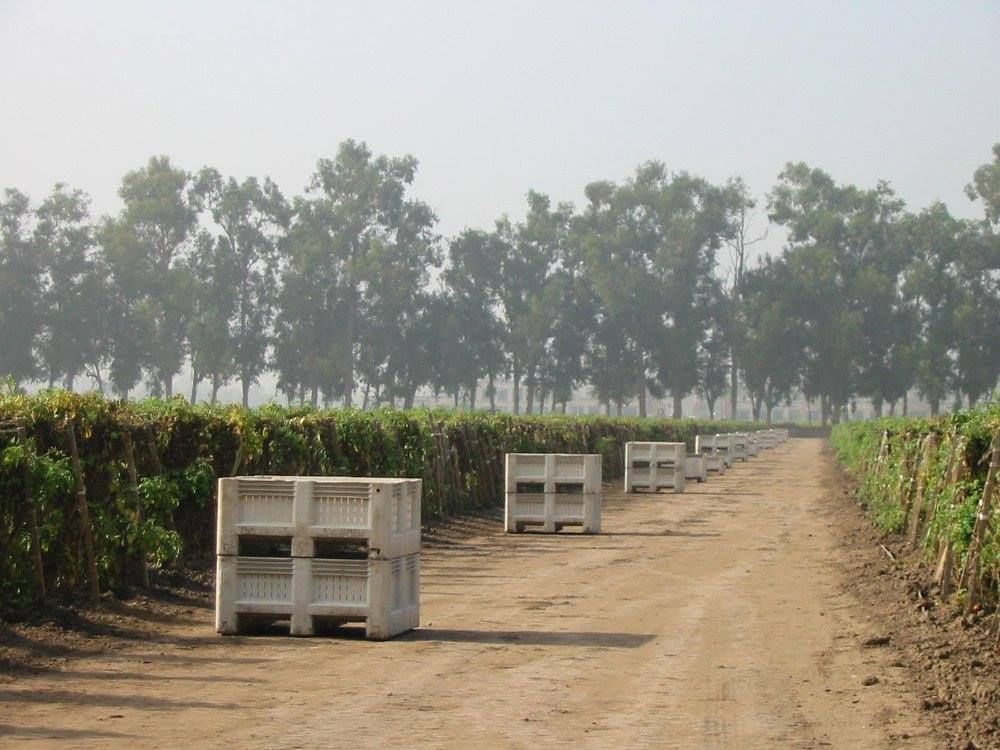 Plastic agricultural bulk containers protect fruit in the field 