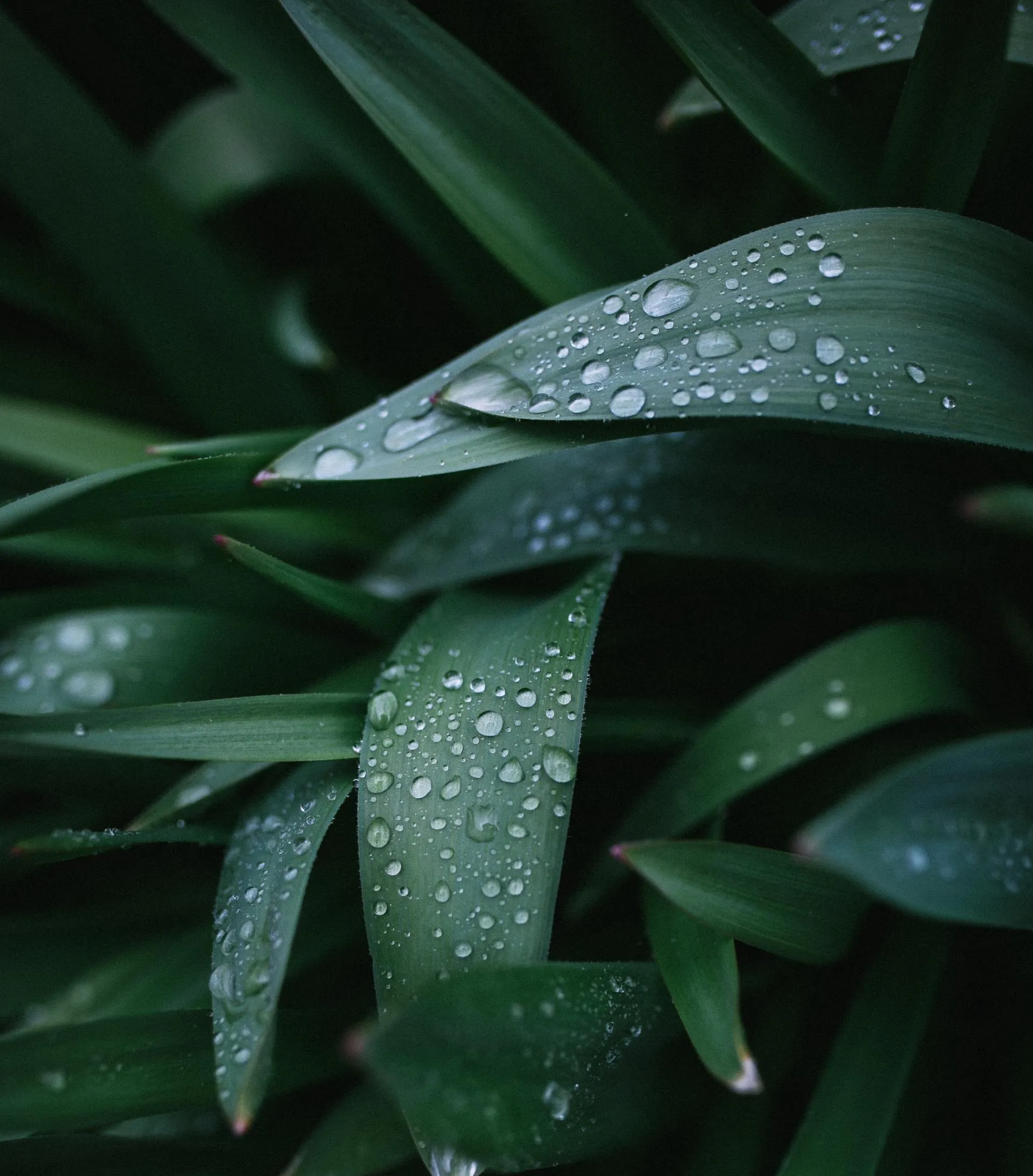 A close up of a green leaf with water drops on it