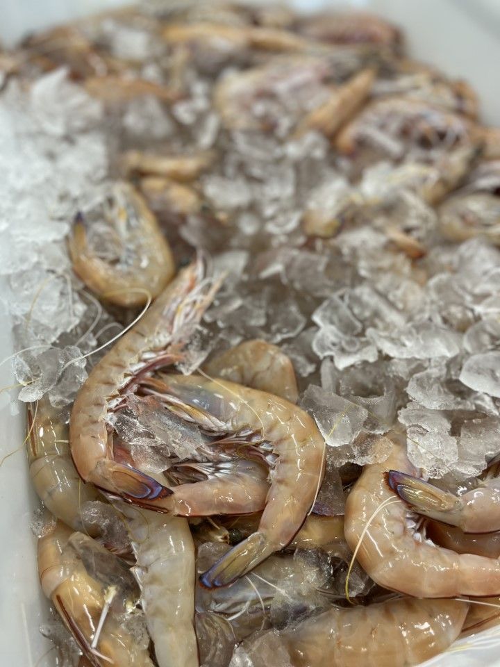 A Bucket Of Ice With Prawns — Northern Rivers Seafood In Ballina, NSW