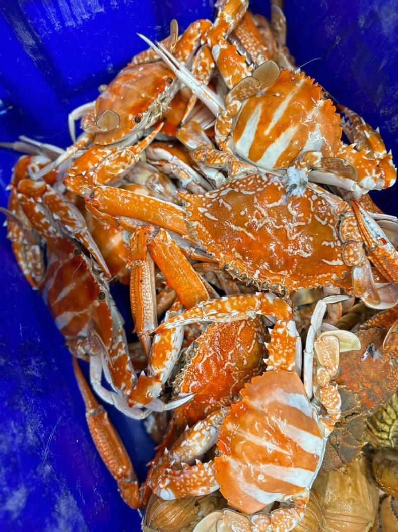 A Bunch Of Crabs Are Sitting In A Blue Bucket — Northern Rivers Seafood In Ballina, NSW