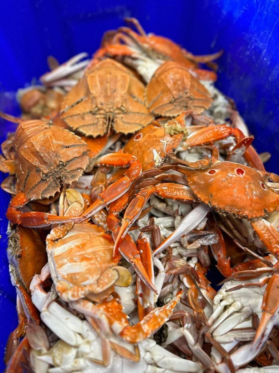 A Bunch Of Crabs Are Sitting On Top Of Each Other In A Blue Bowl — Northern Rivers Seafood In Ballina, NSW