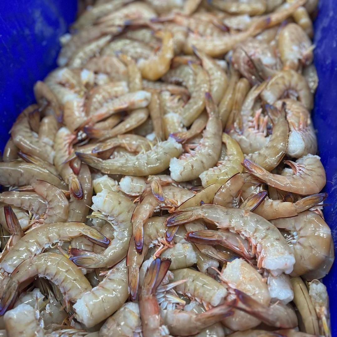 A Pile Of Shrimp Is Sitting In A Blue Container — Northern Rivers Seafood In Ballina, NSW