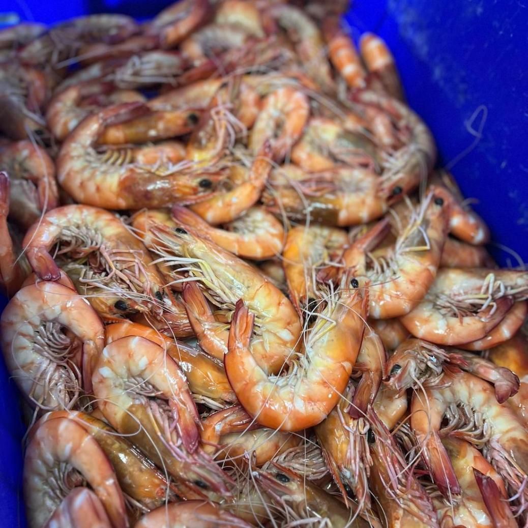 A Blue Bucket Filled With Shrimp Is Sitting On A Table — Northern Rivers Seafood In Ballina, NSW