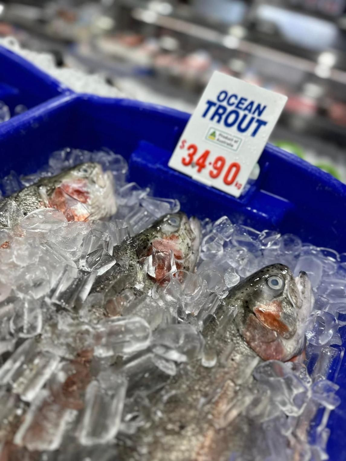 A Bucket Of Ocean Trout Is Sitting On Ice In A Store — Northern Rivers Seafood In Ballina, NSW