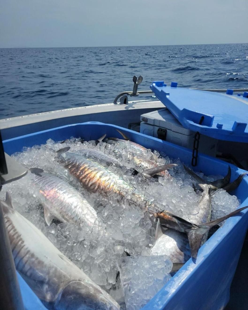 A Bunch Of Fish Are Sitting On Ice In A Blue Container — Northern Rivers Seafood In Ballina, NSW