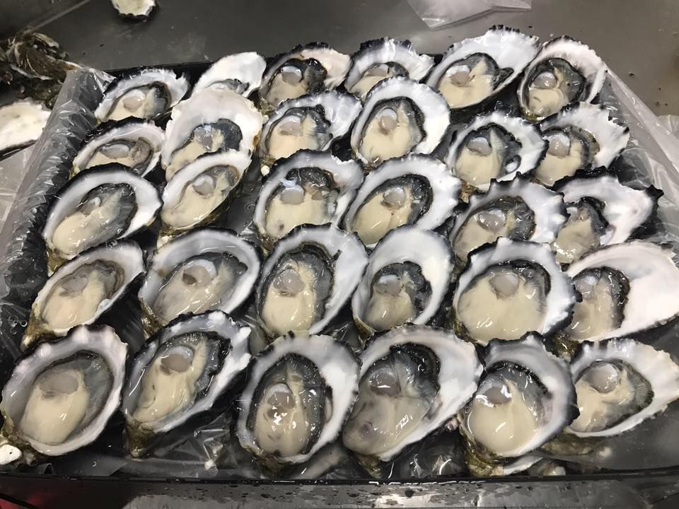 A Tray Of Oysters Is Sitting On Ice — Northern Rivers Seafood In Ballina, NSW