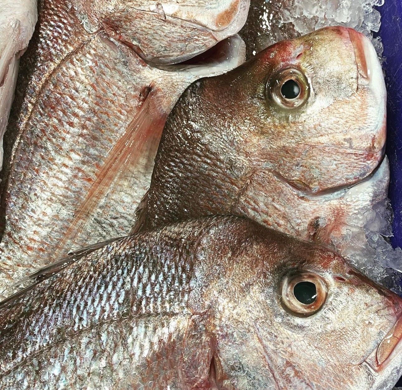 A Bunch Of Fish Are Sitting On Ice In A Blue Container — Northern Rivers Seafood In Ballina, NSW