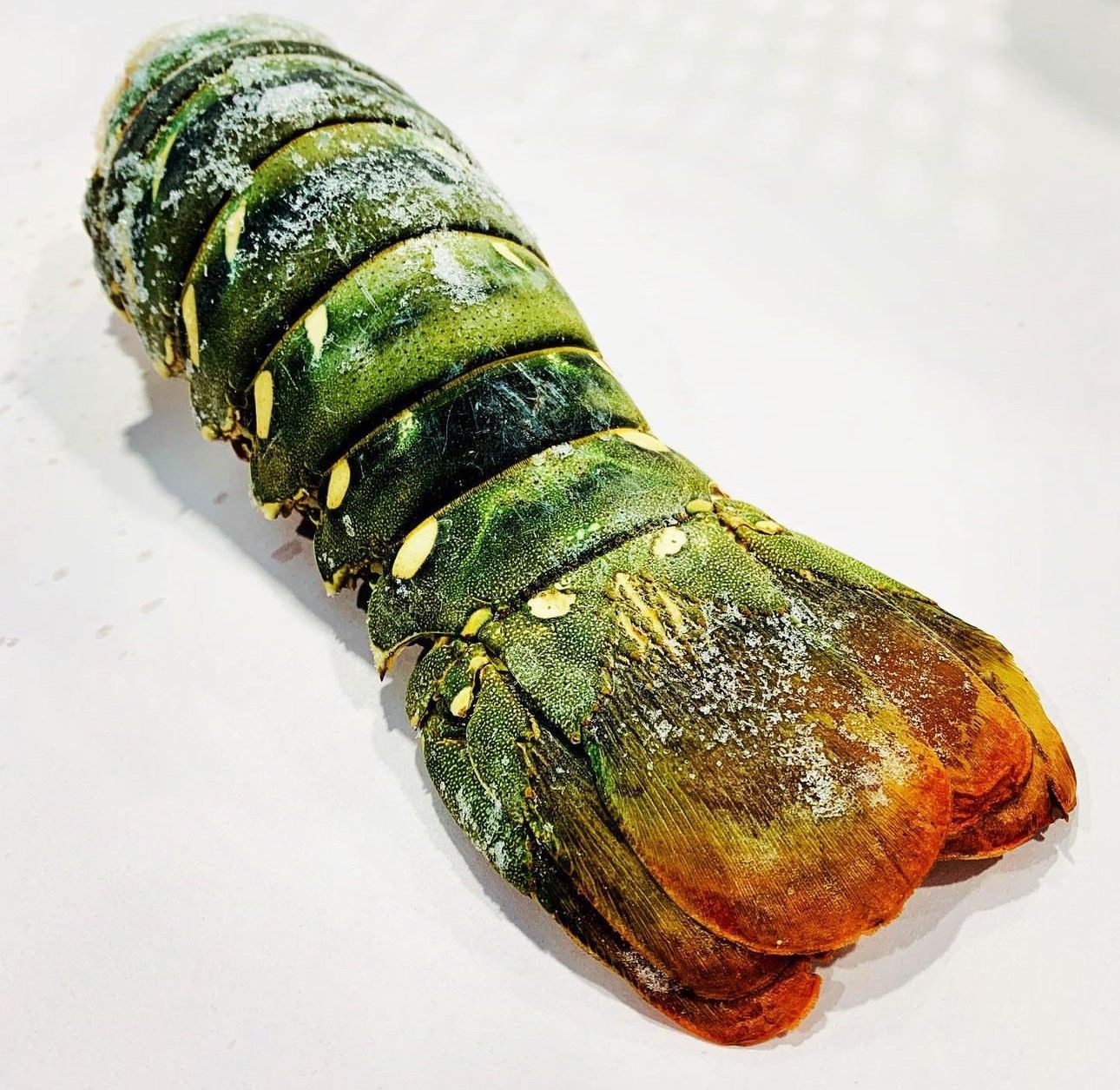 Three Fish Are Sitting On Ice In A Blue Tray — Northern Rivers Seafood In Ballina, NSW