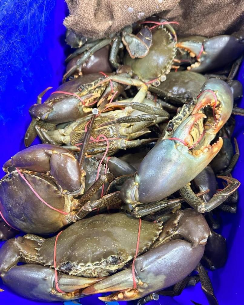 A Bunch Of Crabs Are Sitting On Top Of Each Other On A Blue Surface — Northern Rivers Seafood In Ballina, NSW