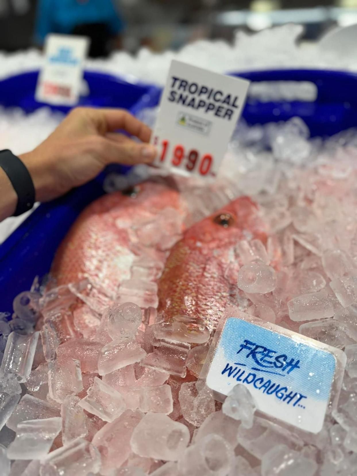 A Sign That Says Tropical Snapper On Top Of Ice — Northern Rivers Seafood In Ballina, NSW