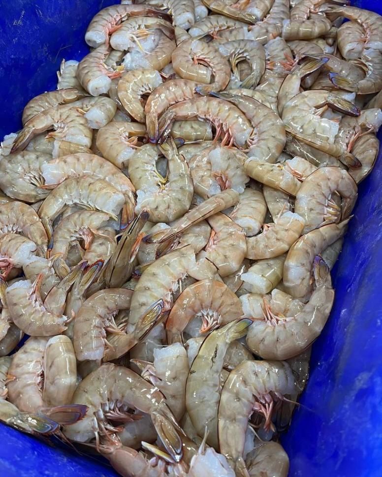 A Blue Container Filled With Shrimp Is Sitting On A Table — Northern Rivers Seafood In Ballina, NSW