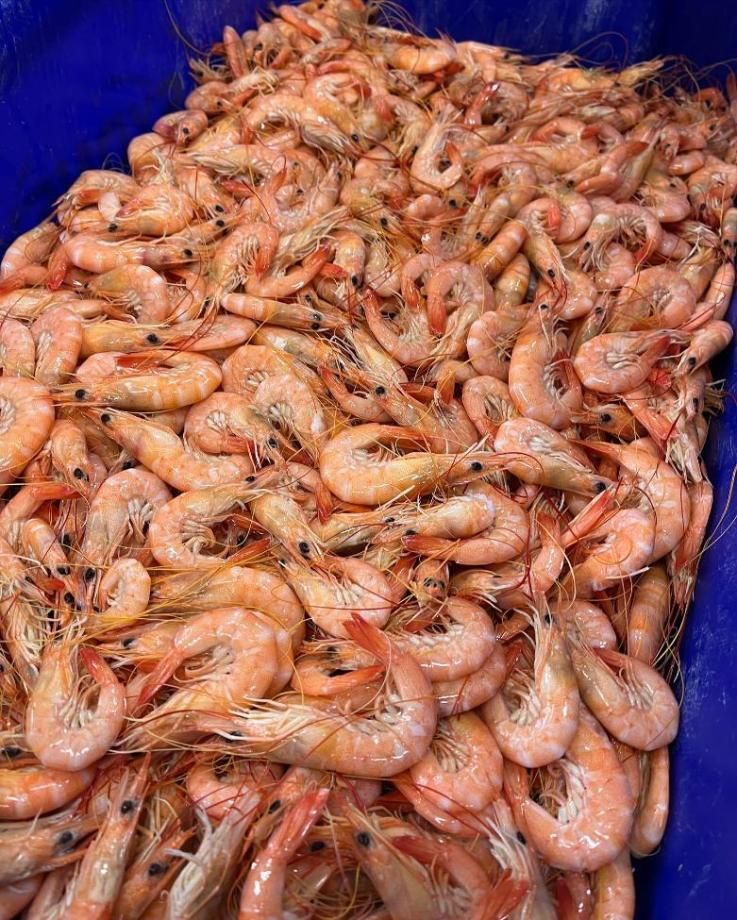 A Pile Of Shrimp Is Sitting In A Blue Container — Northern Rivers Seafood In Ballina, NSW