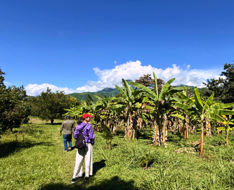 A man is standing on top of a hill looking at the sunset.
