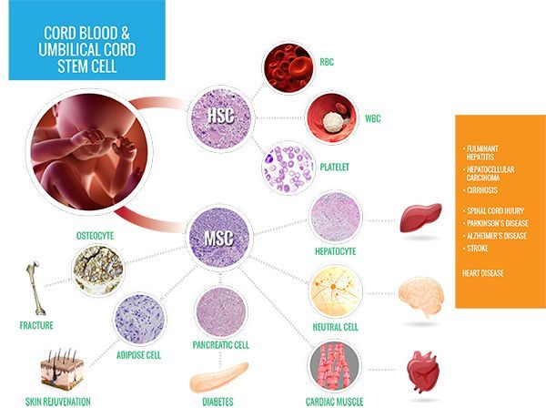 A diagram showing the different types of stem cells in the human body.