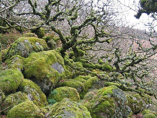 Moss-covered rocks and twisted tree branches in a forest.