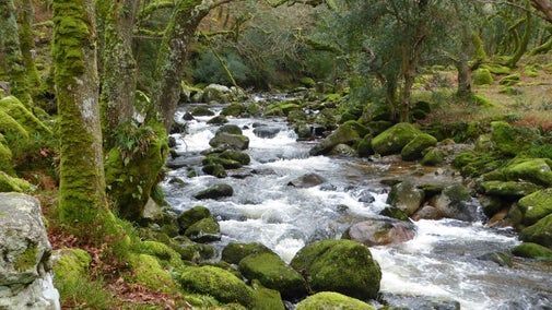 A rocky stream flows through a mossy forest. Trees line the banks, dappled in sunlight.