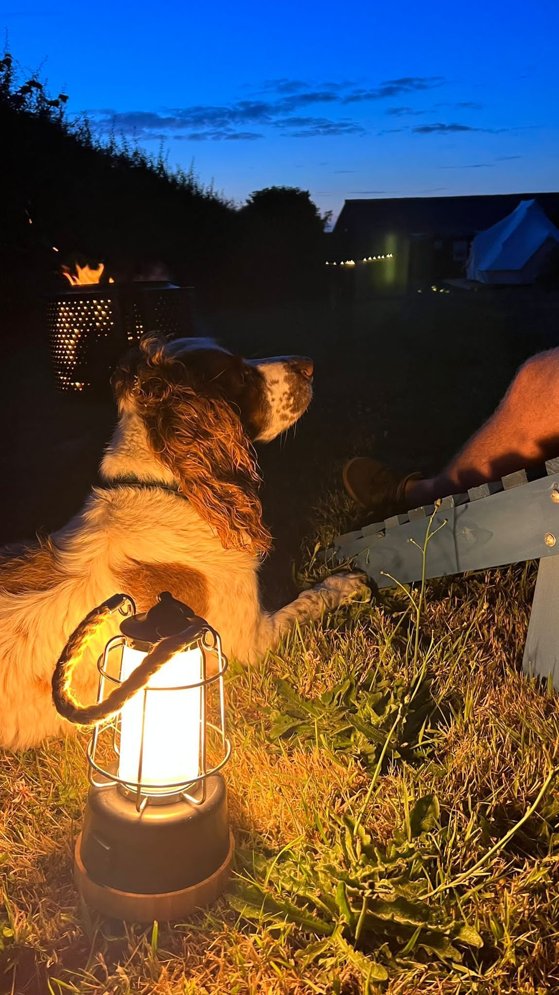 Dog lying near a lantern, with a chainsaw held nearby in a field at dusk.