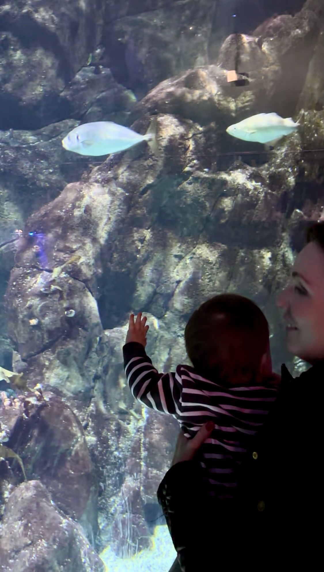 Woman holding a child pointing at fish swimming in an aquarium.