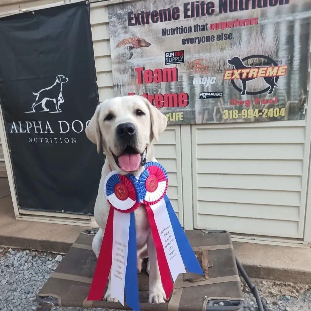 Picture of advanced obedience dog training