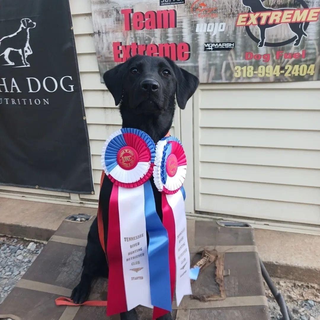 Picture of basic obedience dog training