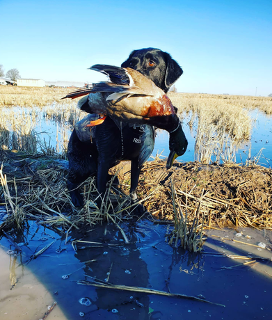 Picture of duck dog