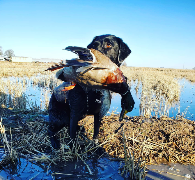 Advanced Dog Training Tall Timber Retrievers Austin, Arkansas