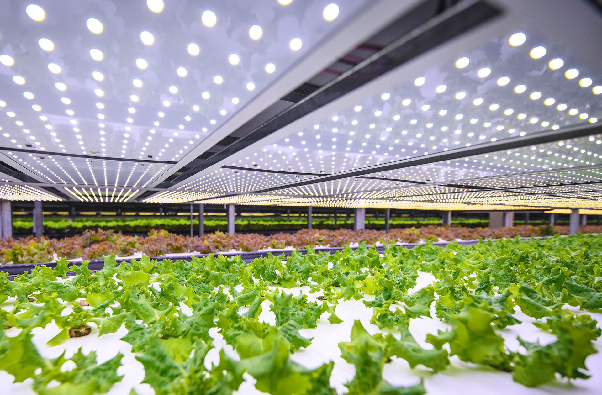 Growing food indoors allows for reliable food supply of fresh fruit and vegetables