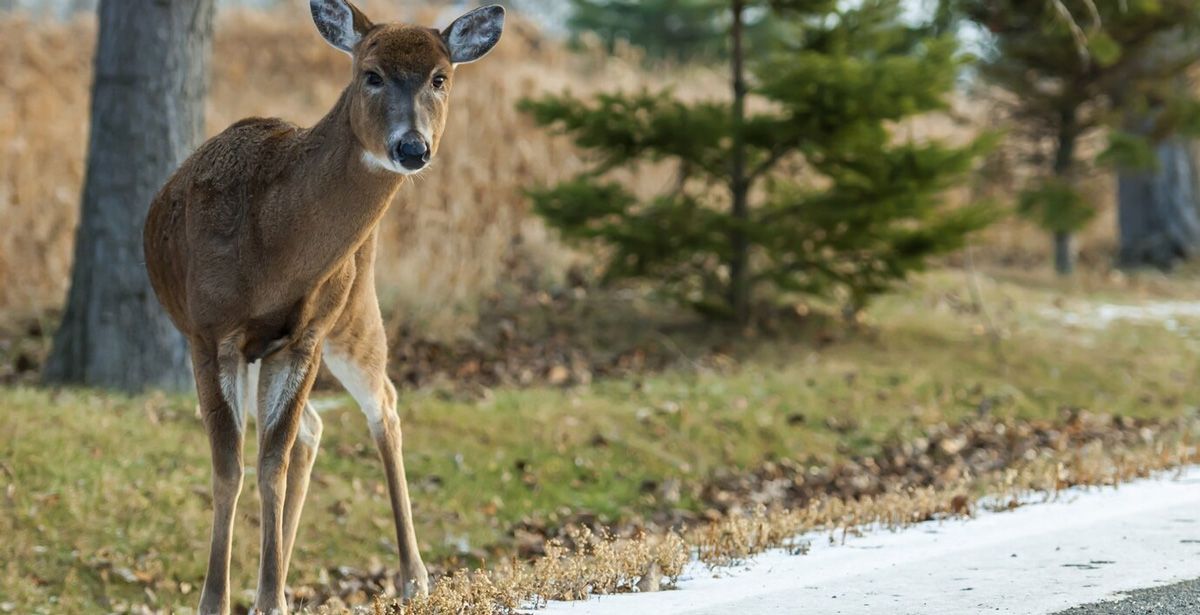 A deer is standing on the side of a road looking at the camera.