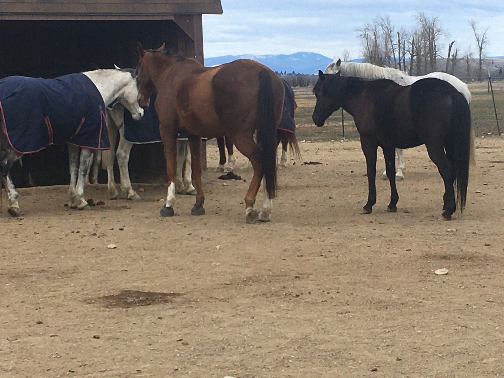 A group of horses standing next to each other in a dirt field