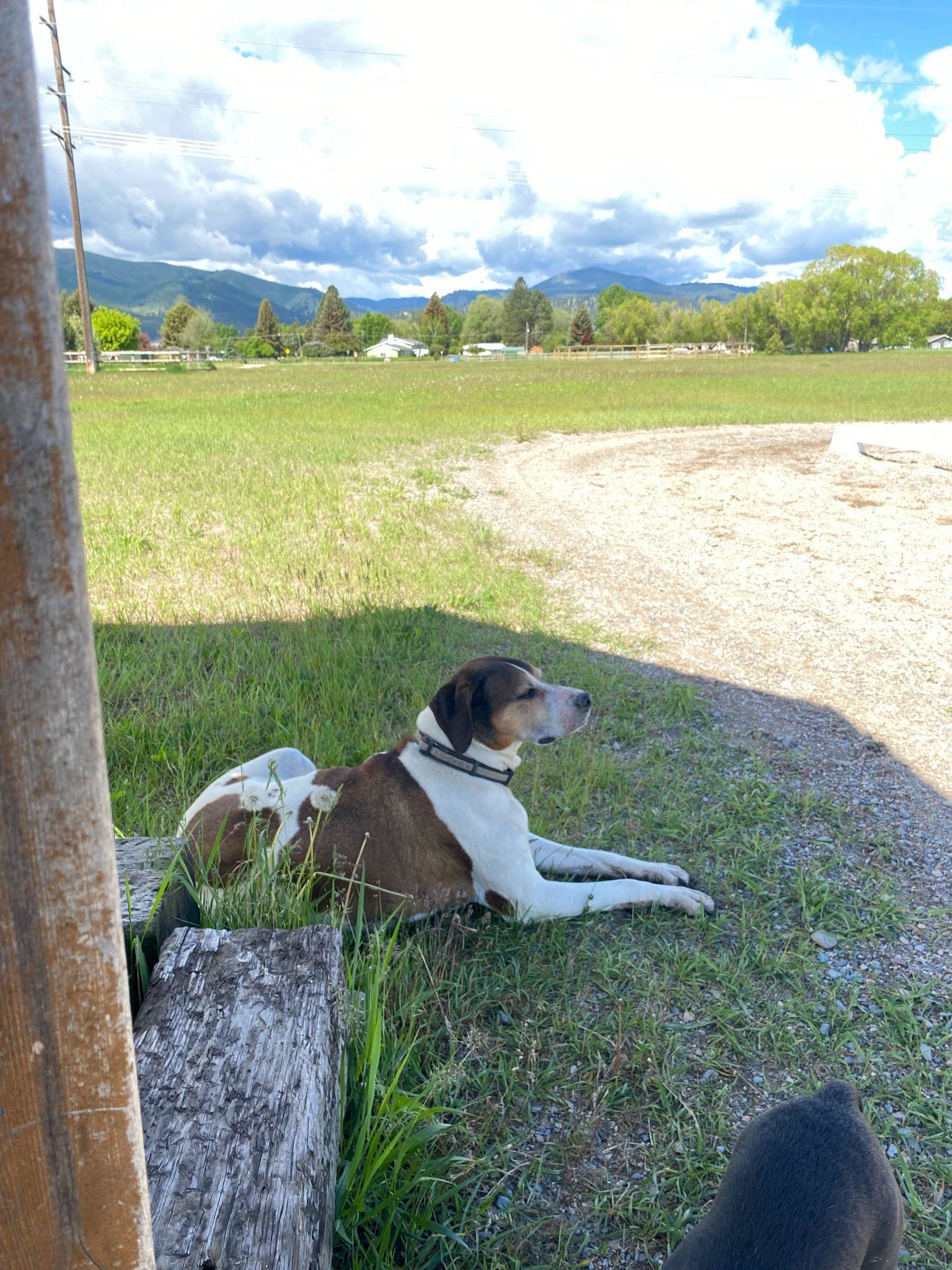 A brown and white dog is laying in the grass next to a tree stump.