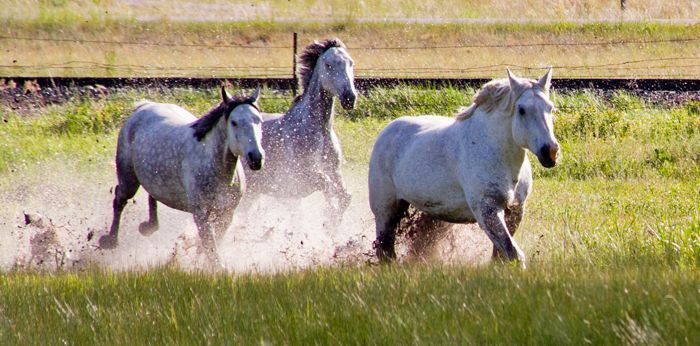 Three white horses are running through a grassy field.