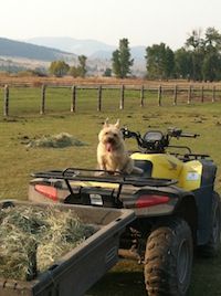 A dog is sitting on top of a yellow atv in a field.