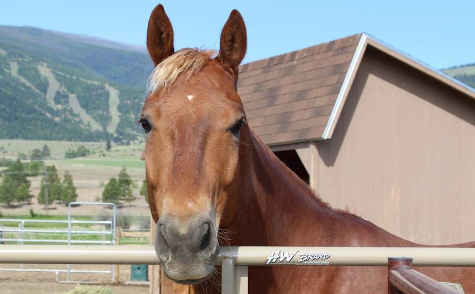 A brown horse standing behind a fence with mountains in the background