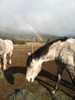 Two horses are grazing in a field with a rainbow in the background.