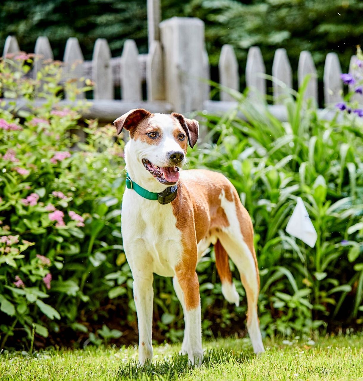 A brown and white dog is standing in the grass in front of a fence.