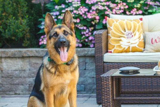 A german shepherd dog is sitting on a patio next to a couch and table.