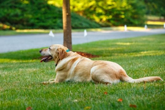 A dog is laying in the grass next to a tree.