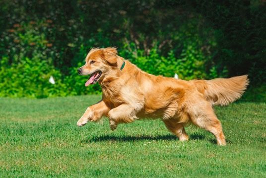 A golden retriever is running on a lush green field.