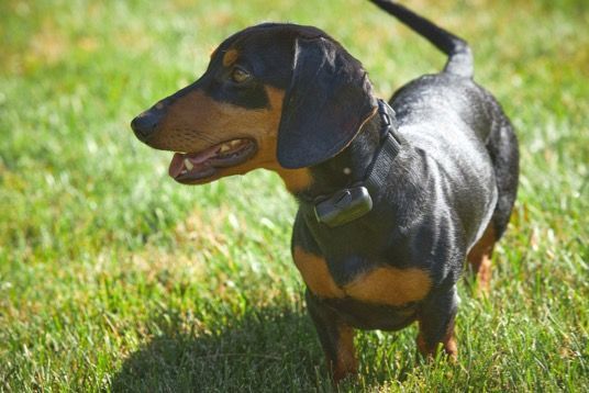 A black and brown dachshund wearing a collar is standing in the grass.