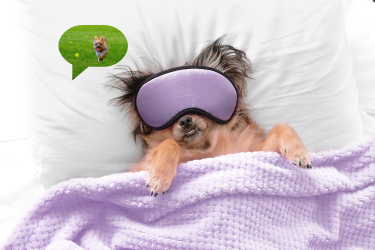 A dog wearing a purple sleep mask is laying on a bed.