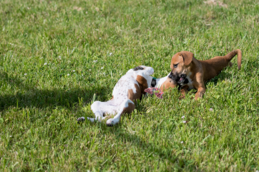 multiple pets in the grass