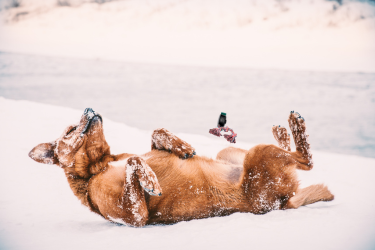 A dog is laying on its back in the snow.
