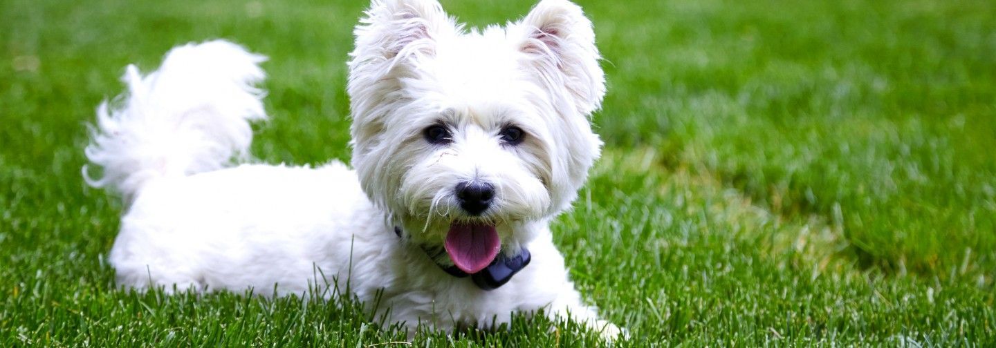 A small white dog is laying in the grass and looking at the camera.
