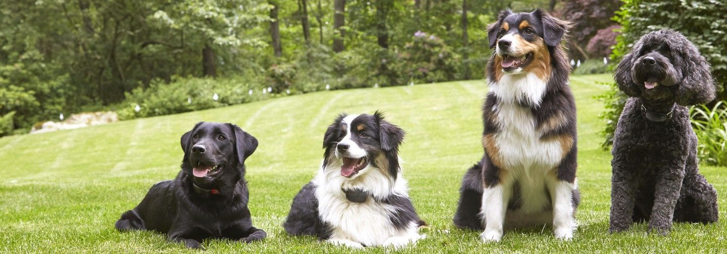 A group of four dogs are sitting in the grass.