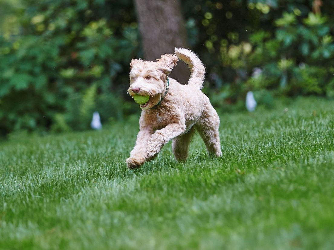 A dog is running in the grass with a tennis ball in its mouth.