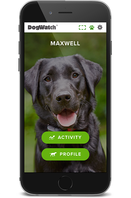 A black dog is on the screen of a cell phone.