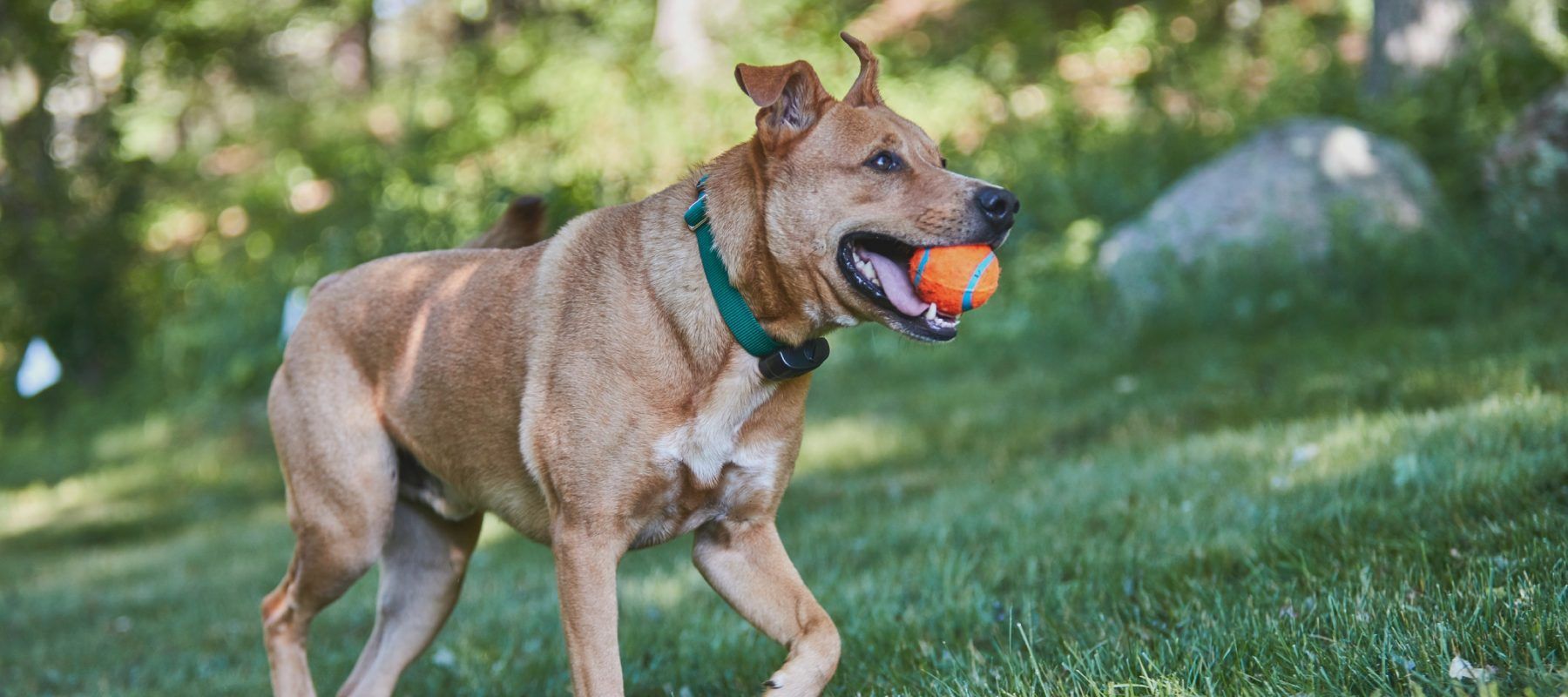 A dog is running with an orange ball in its mouth.